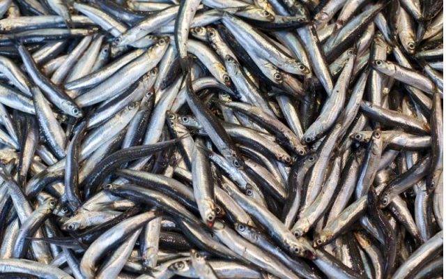 cá ngon làm nước mắm